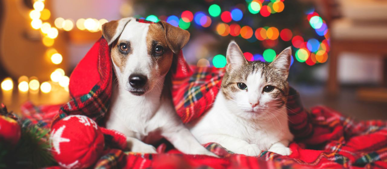 Adventskalender für Hunde und Katzen von Vitakraft